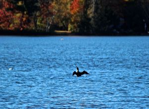 loon 2