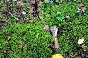 Mabou d2 more moose bones