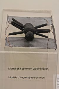museums, water skater