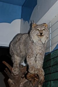 musuems, lynx