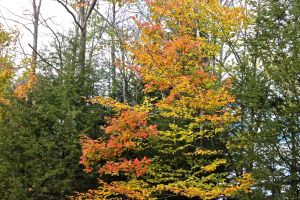 oak & beech in landscape