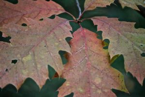 oak leaf color 2
