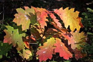 oak leaf color 3