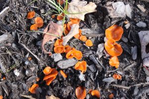 orange peel on logging road