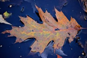 puddle leaf, splotches of color