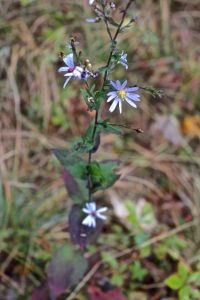 purple aster