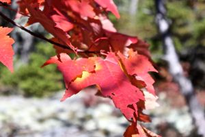 red maple on fire