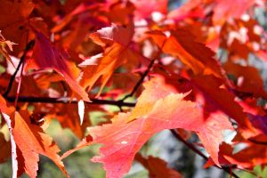 red maples 1