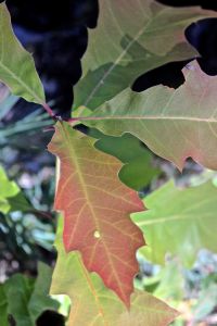 red oak, subtle color
