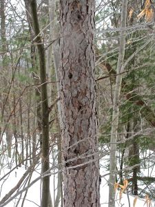 red pine, winter