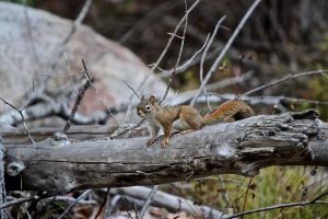 red squirrel