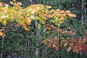 side by side color variation