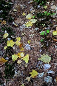 splash of yellow green