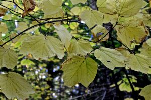 striped maple leaves