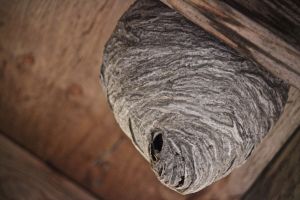 wasp nest Ron's Loop