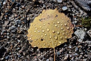 water droplets on big-tooth aspen