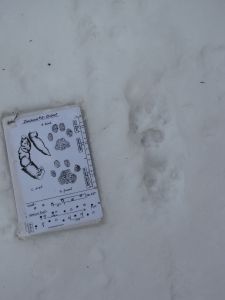 winter bobcat prints