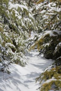 winter, connecting trail