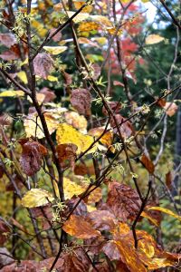 witch hazel flowering
