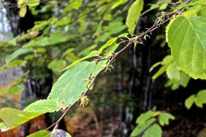 witch hazel flowers, Holt Pond