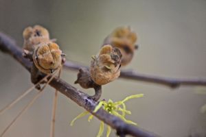 witch hazel nuts
