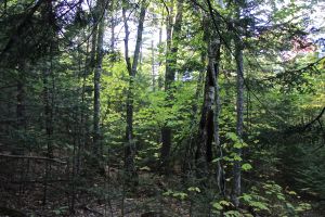 yellow-greens of striped maple