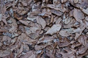 beech leaves