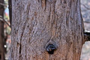 beetle bark tunnels