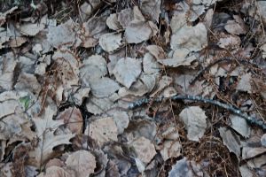 big tooth aspen leaves