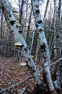 birch polypores