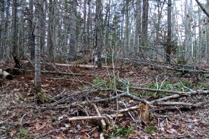 blow down every which way