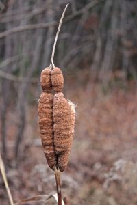 cattail 2