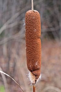 cattail 3
