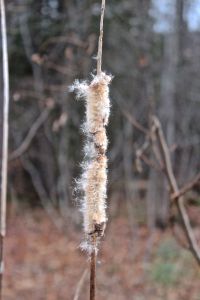 Cattail 5