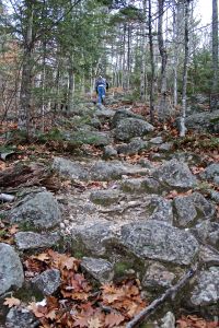 climbng up Blueberry