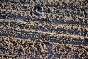 deer, direction change 1