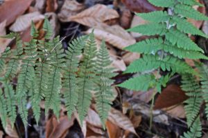 evergreen & marginal