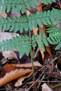 Evergreen wood fern 2