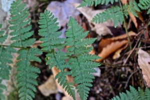 evergreen wood fern