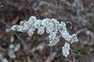 field goldenrod