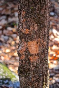 fresh beaver, ironwood