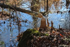 fresh beaver works 1