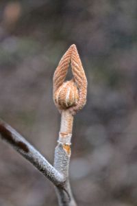 hobblebush, global prayer