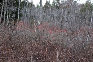 HP layers from Muddy River