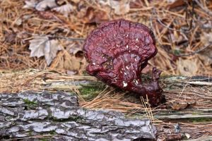 HP old hemlock varnish conk