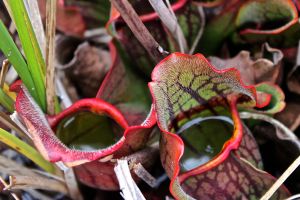 HP pitcher 2, picture