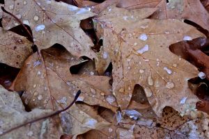 ice on leaves