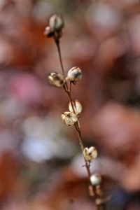 Indian Tobacco, by cow path opening