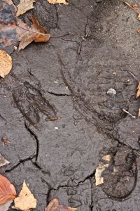 mansion, hunter and hunted