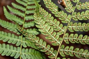 marginal wood fern 2